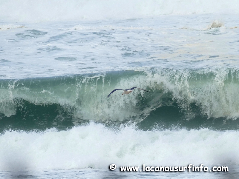 Lacanau Surf Info : surf report du 31/03/2023 à 13h