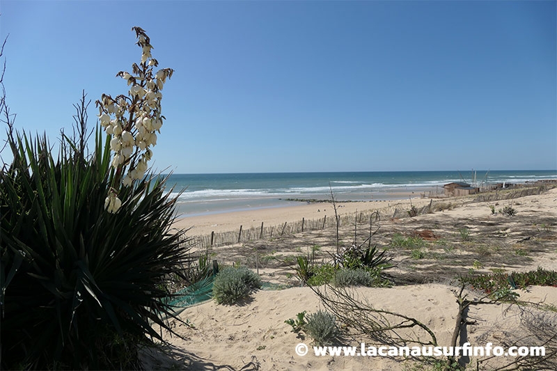 Lacanau Surf Info : bulletin météo plage du 31/05/2024 à 18h