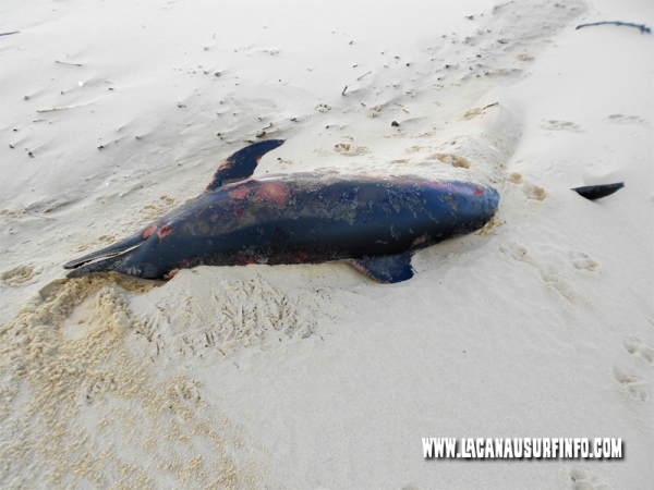 Nouveaux dauphins échoués à Lacanau