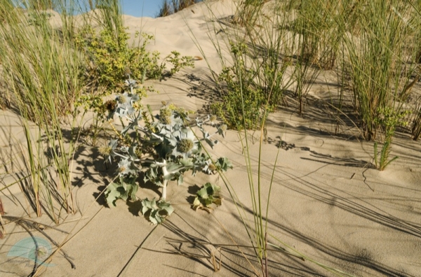 Le littoral dunaire