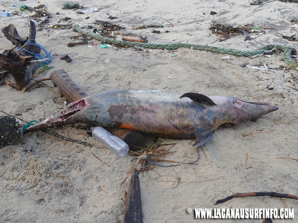 Quatre dauphins échoués à Lacanau Océan